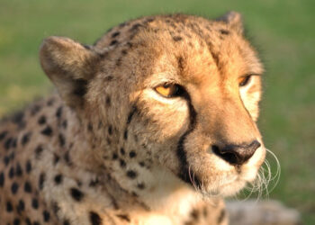 South Africa is sending cheetahs to India and Mozambique
