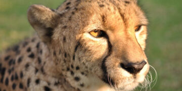 South Africa is sending cheetahs to India and Mozambique