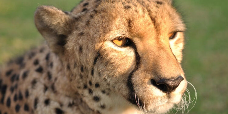 South Africa is sending cheetahs to India and Mozambique
