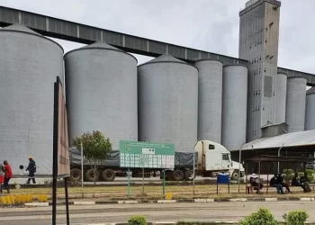 GMB receives more than 6 000 tonnes of maize in a week