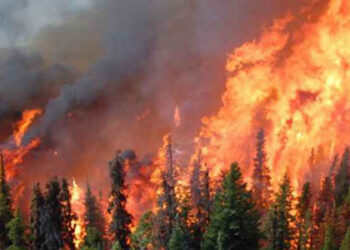 Tanzanian firefighters battle blaze on Mount Kilimanjaro