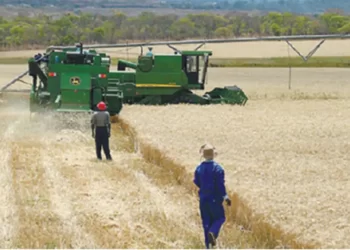Wheat harvest hits 90 000t