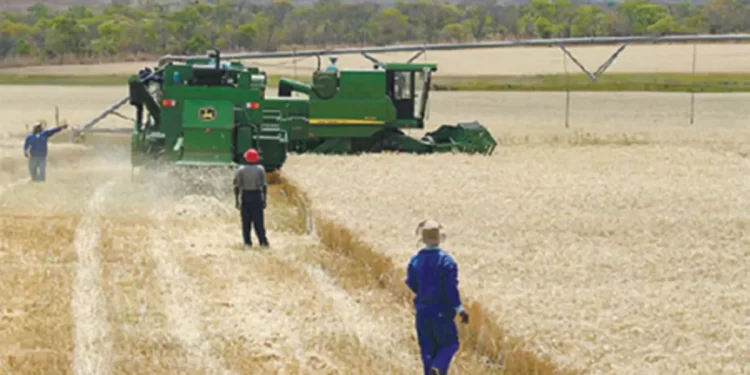 Wheat harvest hits 90 000t