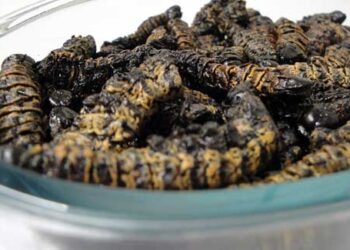 Regulate commercial harvesting of amacimbi/madora to generate revenue: BRDC