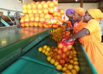 Zimbabwe prepares to export citrus to China