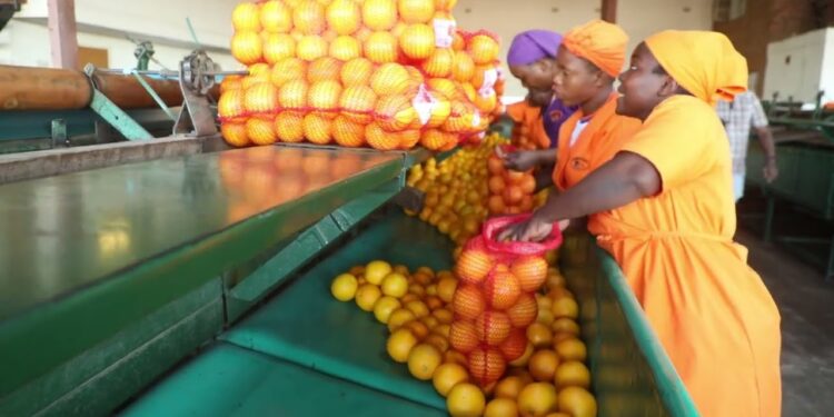 Zimbabwe prepares to export citrus to China