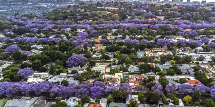 In pics: jacaranda trees in full bloom in Johannesburg, South Africa