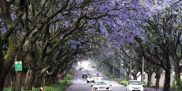 In pics: jacaranda trees in full bloom in Johannesburg, South Africa