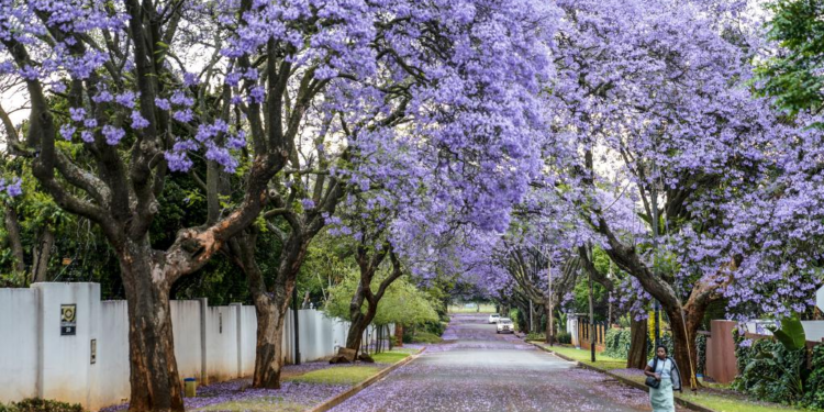 In pics: jacaranda trees in full bloom in Johannesburg, South Africa