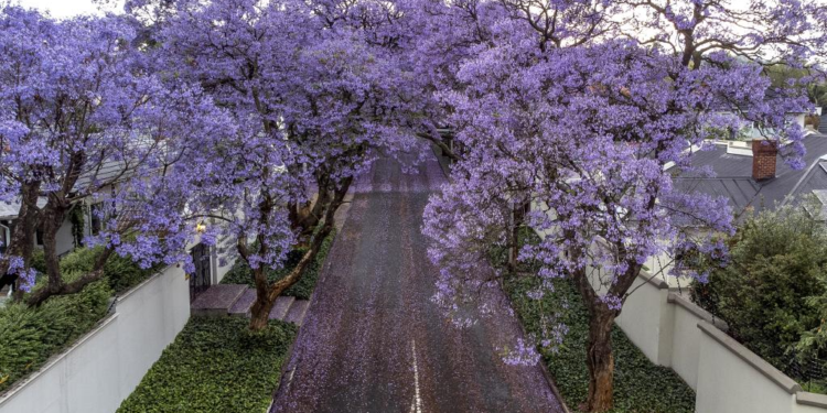 In pics: jacaranda trees in full bloom in Johannesburg, South Africa