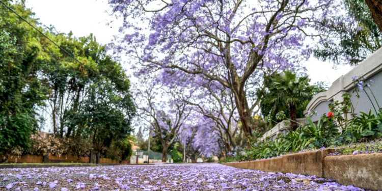 In pics: jacaranda trees in full bloom in Johannesburg, South Africa