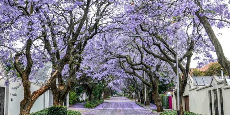 In pics: jacaranda trees in full bloom in Johannesburg, South Africa