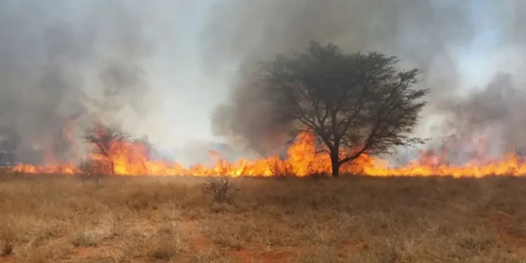Ten killed in veld fire