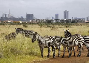 Mobile app enables Kenyans to become wildlife conservation actors