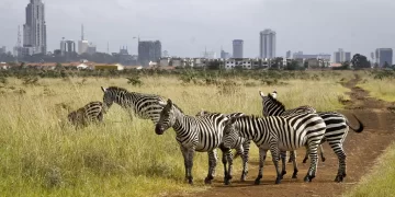 Mobile app enables Kenyans to become wildlife conservation actors