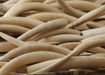 Sadc pushes for more voting power in CITES