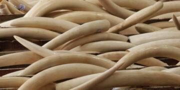 Sadc pushes for more voting power in CITES