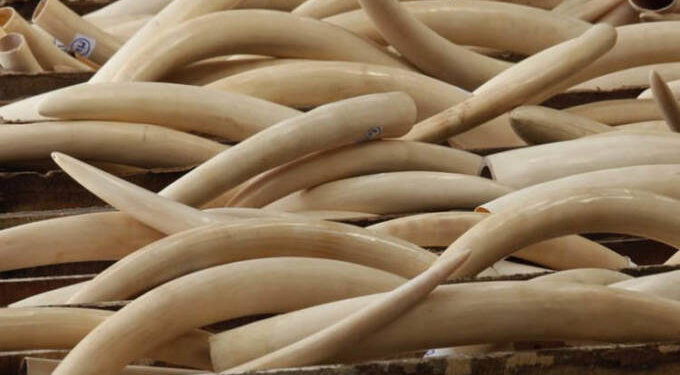 Sadc pushes for more voting power in CITES