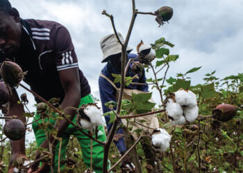 Presidential cotton inputs scheme transforms lives