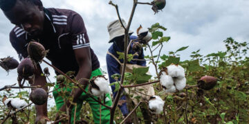 Presidential cotton inputs scheme transforms lives