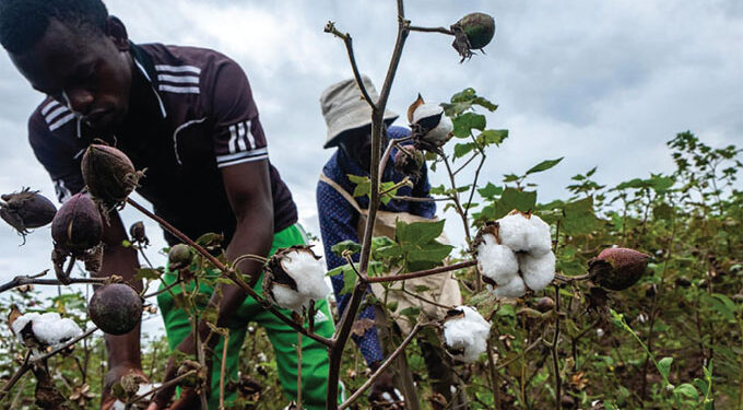 Presidential cotton inputs scheme transforms lives