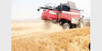 Farmers urged to scale up wheat harvesting