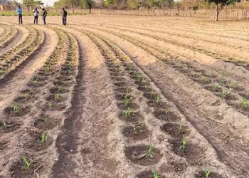 Farmers advised to wait for effective rains to plant