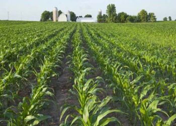 Matabeleland North farmers start planting