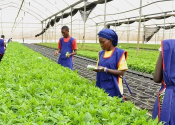 Kenya banking on youth-led forests conservation to boost climate resilience