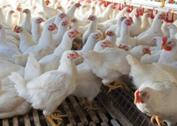 Poultry farmers warned against feeding chickens ARVs