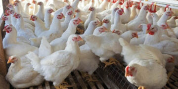 Poultry farmers warned against feeding chickens ARVs