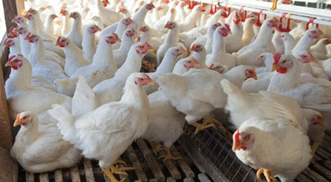 Poultry farmers warned against feeding chickens ARVs