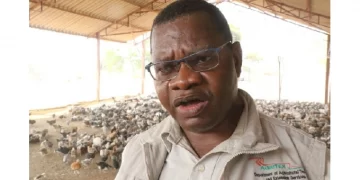 Half of targeted 380k tons wheat yield harvested