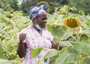 Sunflower farming blooms again