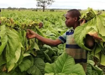 Tobacco chain targets US$5bn by 2025