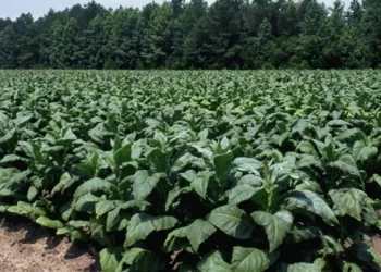 Over 143k tobacco growers register with TIMB