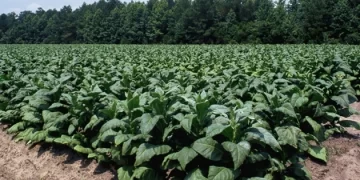 Over 143k tobacco growers register with TIMB