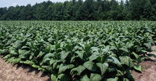 Over 143k tobacco growers register with TIMB