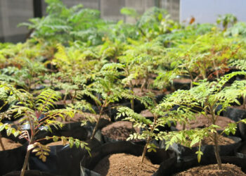 Forestry Commission wants 25 million trees planted