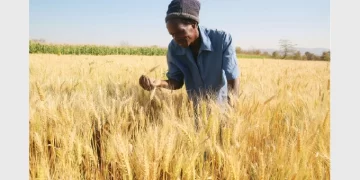 Over 3 980 hectares of wheat affected by rains