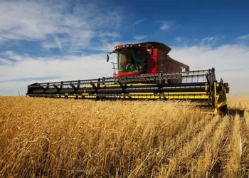 Wheat harvesting expedited