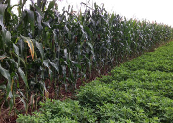 Zimbabwe agriculture on a rebound