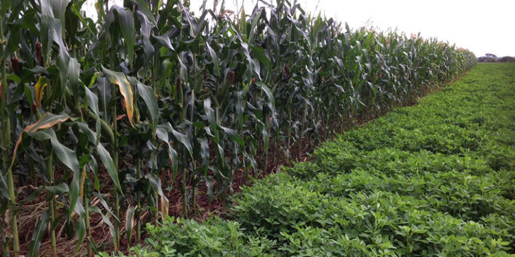 Zimbabwe agriculture on a rebound