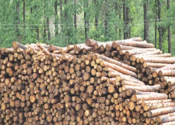 Border Timbers bullish on demand prospects