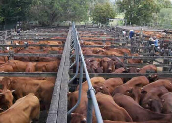 Farmers to earn big from cattle auction system