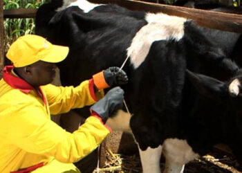 1,2 million cattle vaccinated against anthrax