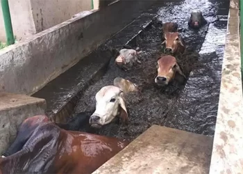 Farmers assured of dipping chemicals