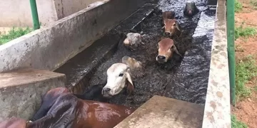 Farmers assured of dipping chemicals