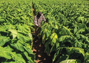 Exports tipped to hit US$7,4bn in 2022