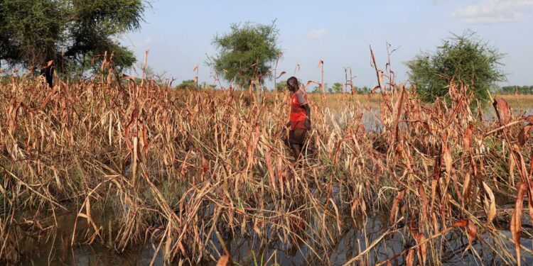 Torrential floods in West Africa hurt food security